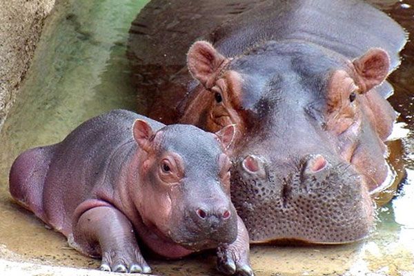 Ciekawe fakty o hipopotamach