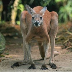 Neugierig факты о кенгуру