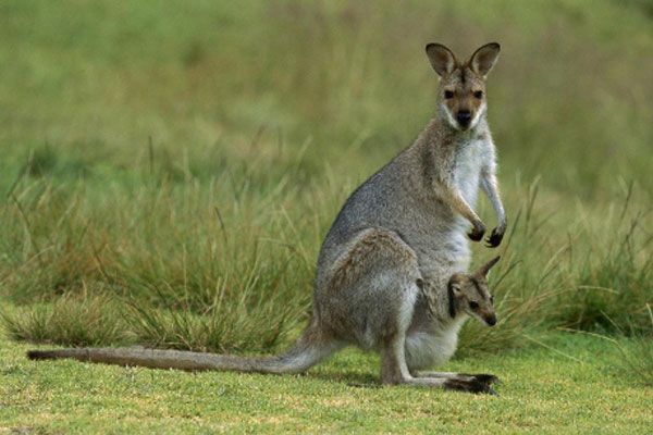 Nysgjerrige fakta om kenguruer