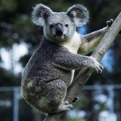 Curioso факты о коалах