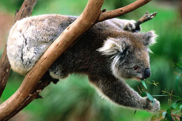 Fatos curiosos sobre coalas