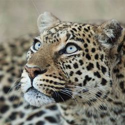 Neugierig факты о леопардах