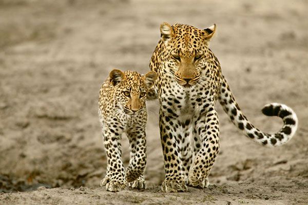 Neugierige Fakten über Leoparden