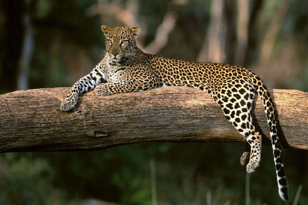Neugierige Fakten über Leoparden