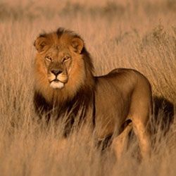 nysgjerrig факты о львах
