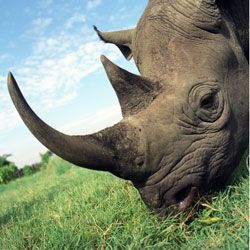 Neugierig факты о носорогах
