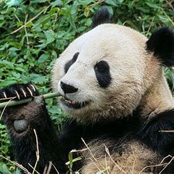 Neugierig факты о пандах