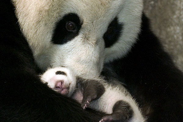 Nysgjerrige fakta om pandas