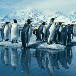 Neugierig факты о пингвинах