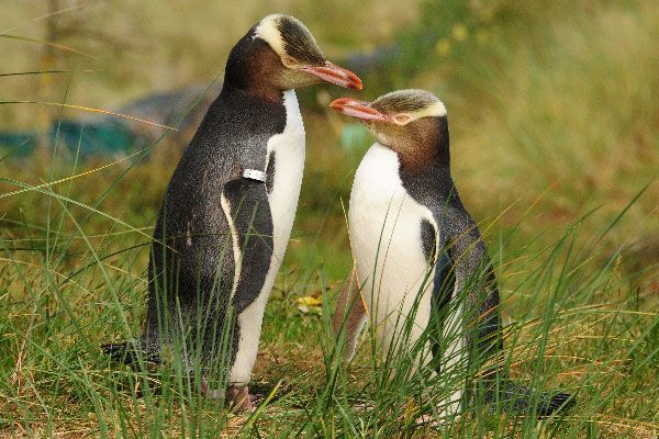 Neugierige Fakten über Pinguine