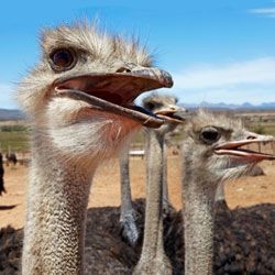 Neugierig факты о страусах