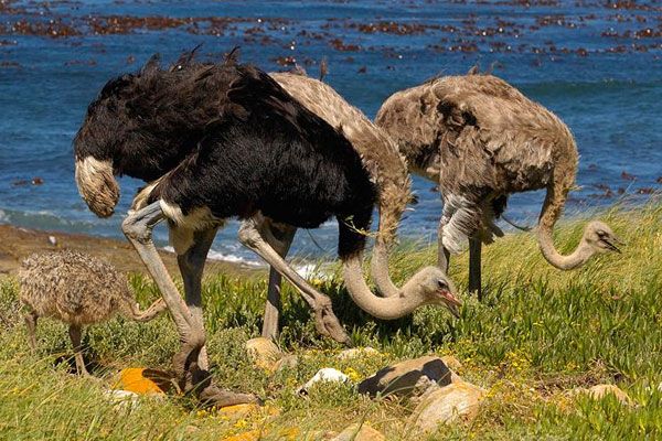 Fatos curiosos sobre avestruzes