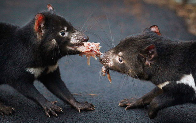 Neugierige Fakten über den Tasmanischen Teufel