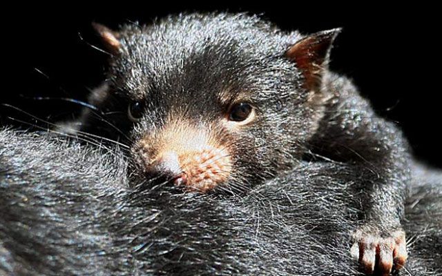 Nysgjerrige fakta om den tasmanske djevelen