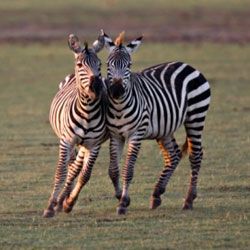 nysgjerrig факты о зебрах