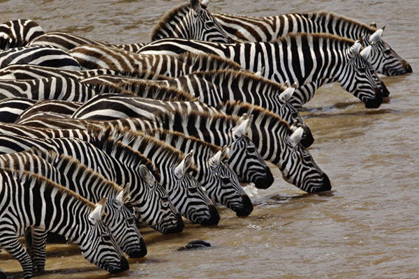 Nysgjerrige fakta om zebraer