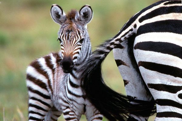 Nysgjerrige fakta om zebraer