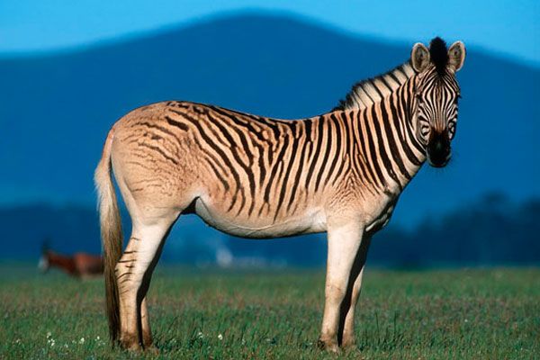 Neugierige Fakten über Zebras