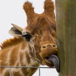 Zvědavý факты о жирафах