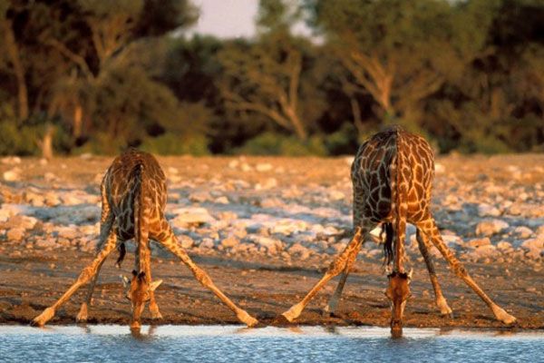 Fapte curioase despre girafe