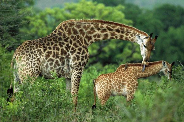 Zvědavá fakta o žirafách