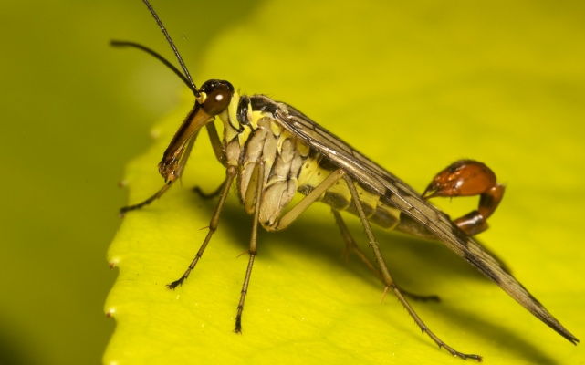 Insecte aparținând lumii străinilor