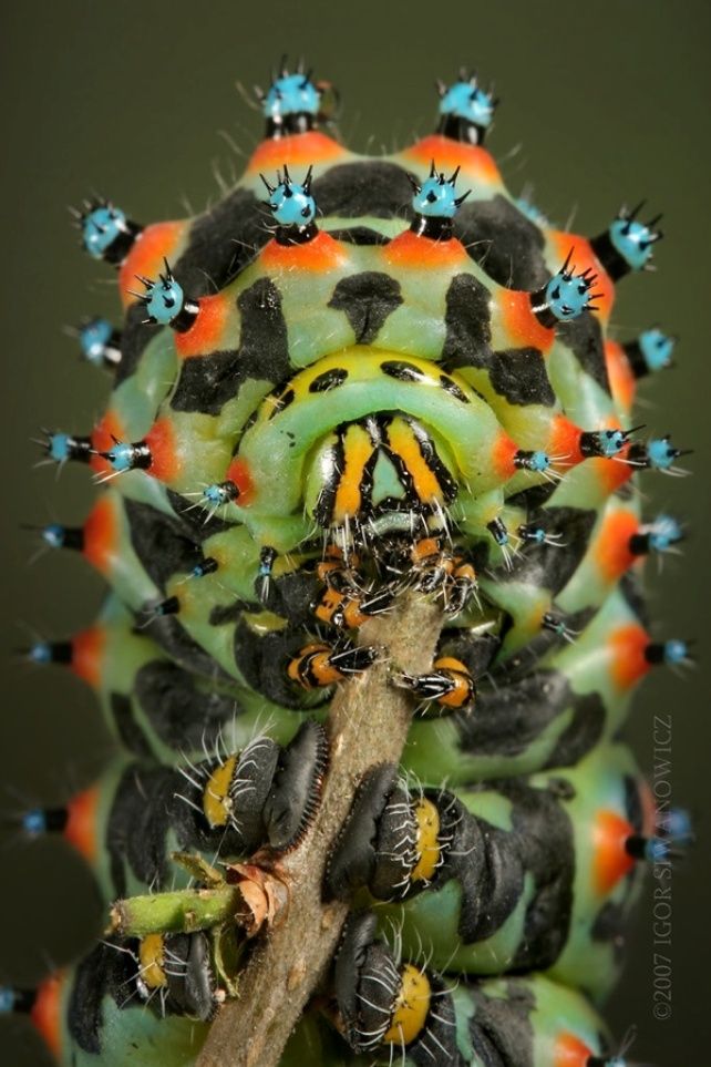 Insekter som tilhører utlendingsverdenen