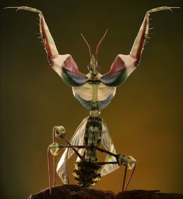 Insekten aus der Welt der Aliens