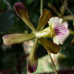uvanlig орхидеи открыты на Кубе