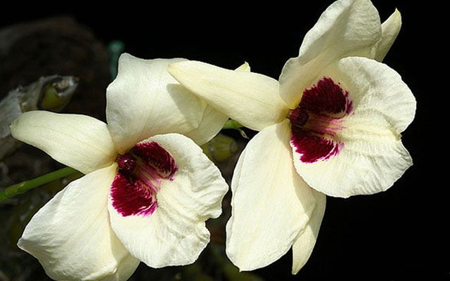 Orquídeas incomuns são descobertas em Cuba