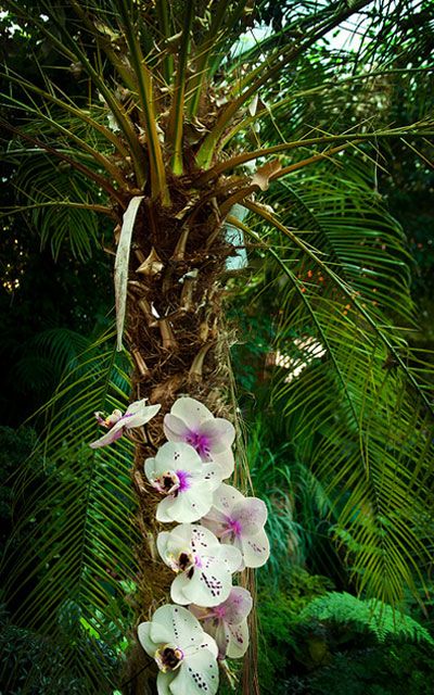 Orhideele neobișnuite sunt descoperite în Cuba