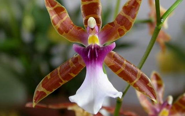 Na Kubě jsou objeveny neobvyklé orchideje