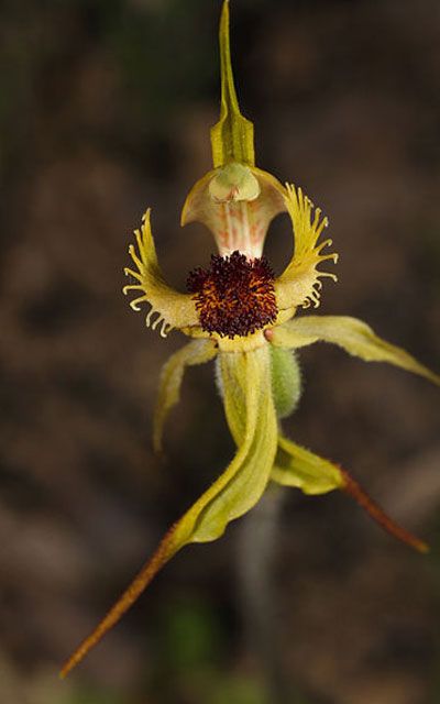 Na Kubě jsou objeveny neobvyklé orchideje