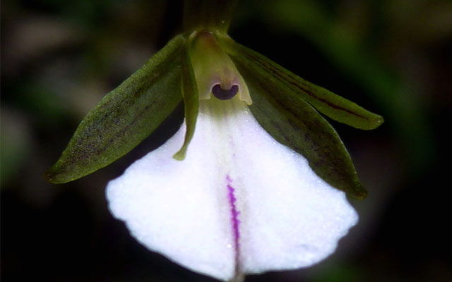 Orhideele neobișnuite sunt descoperite în Cuba