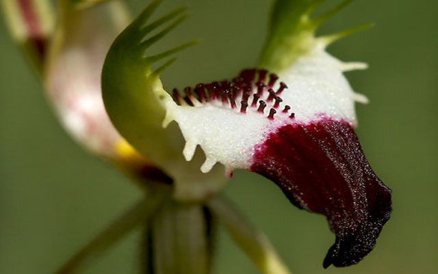 Ungewöhnliche Orchideen werden in Kuba entdeckt