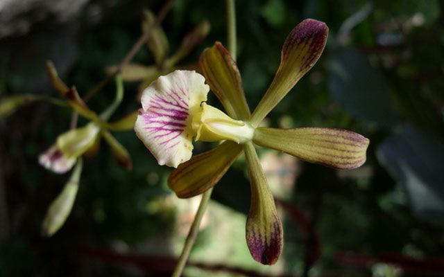 Orquídeas incomuns são descobertas em Cuba