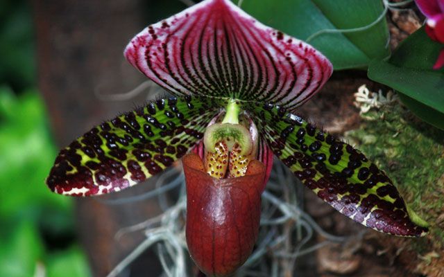 Uvanlige orkideer oppdages i Cuba