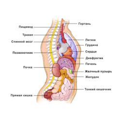 Des körper mannes im organe Anatomie des