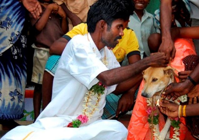 Histórias incríveis de pessoas que se casam com animais