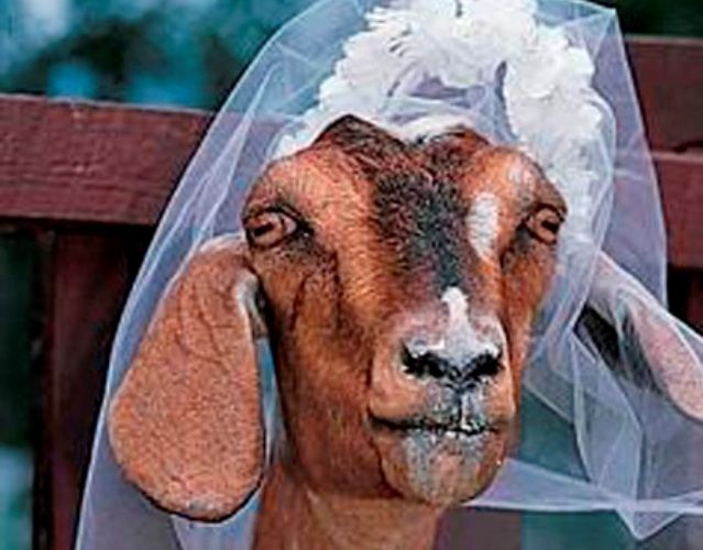 Utrolig historier om mennesker som gifte seg med dyr