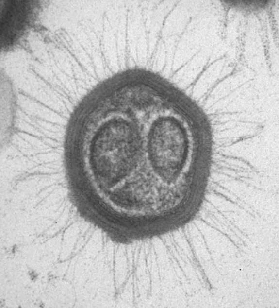 Entdeckt den neuen größten Virus der Welt