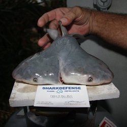 Detectado двухголовая акула