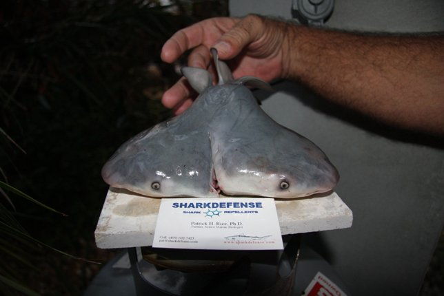 Zweiköpfiger Hai entdeckt