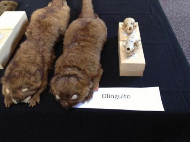 Olingito - nowy gatunek ssaków, otwarty po raz pierwszy od 35 lat