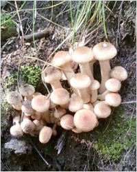 cogumelos опята 