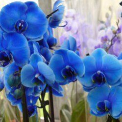 Orchidea в доме: приметы, суеверия и правила круглогодичного цветения