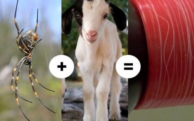 Spider + koza, zelí + škorpión: nejvíce neuvěřitelné genetické experimenty