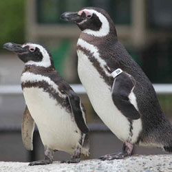 Pingwiny - самые верные любовники животного мира?