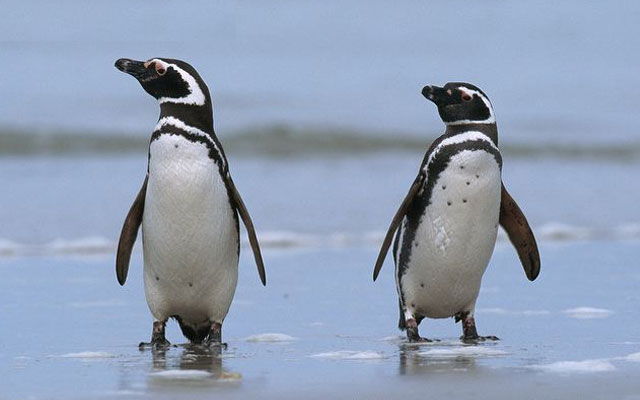 Pingwiny są najwierniejszymi miłośnikami królestwa zwierząt?