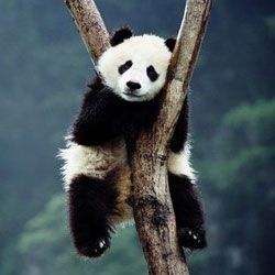 de ce панды так медленно размножаются?